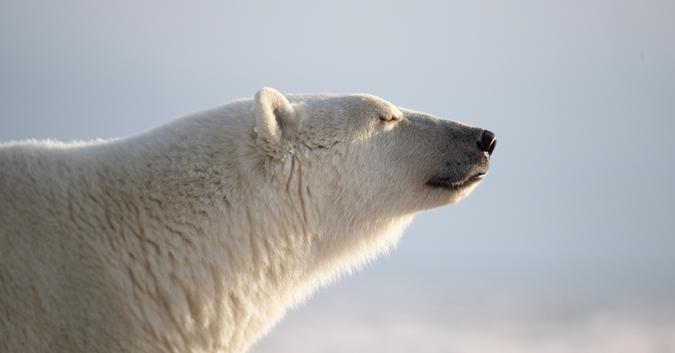 Polar-Bear-Tanning-1